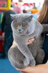 Британский кот голубого окраса