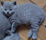 Британские котята от кота Danila Lilac Dreams
