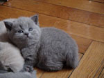 Британские котята от кота Danila Lilac Dreams