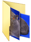 шотландский прямоухий кот - фото