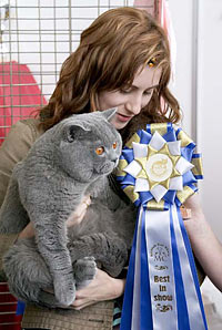 Голубой шотландский прямоухий кот приглашает на вязки
